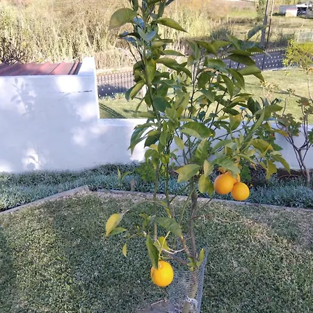 Familia Antonio Standen